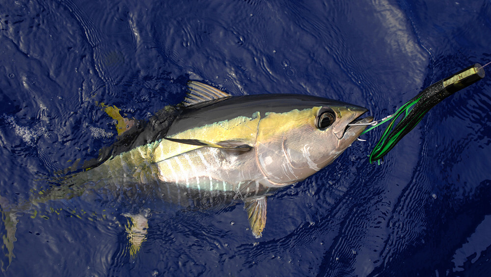 The Ultimate Guide to Yellowfin Tuna Fishing